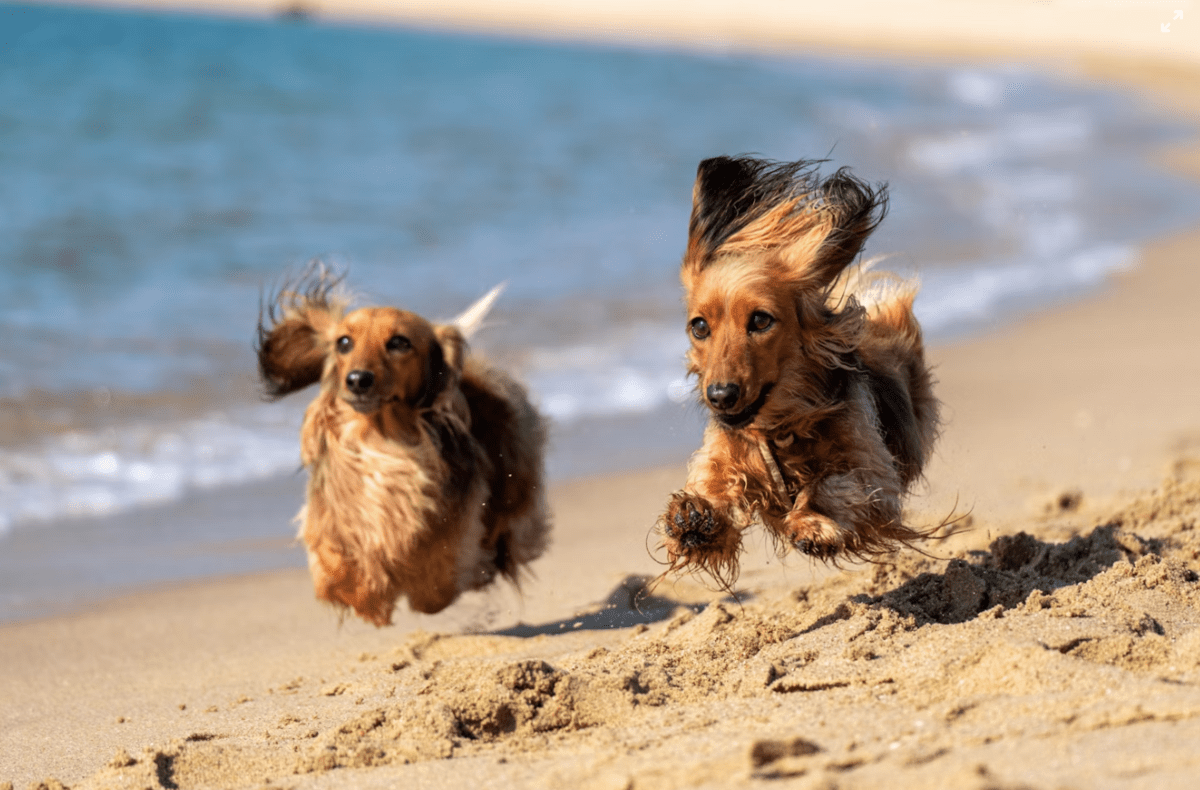 Carolina Beach's Best Dog-Friendly Rentals for Pet Parents