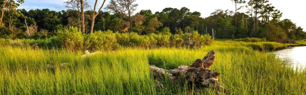 Carolina Beach State Park